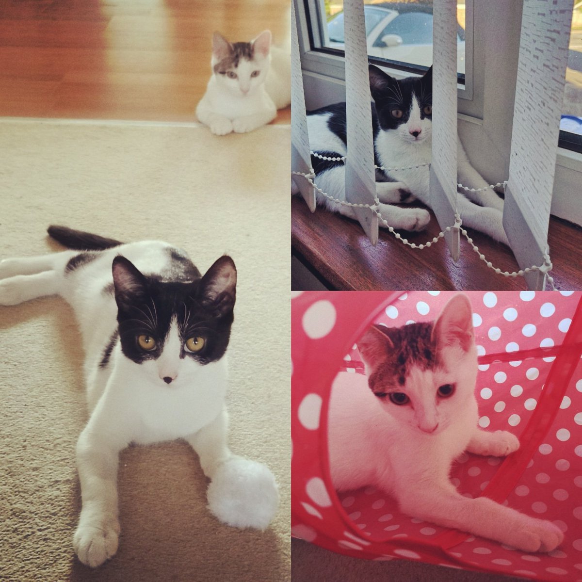 hanniehaha's tweet photo. A very happy #InternationalCatDay to you #meow #adoptdontshop #furbabies https://t.co/auerBj3dYl