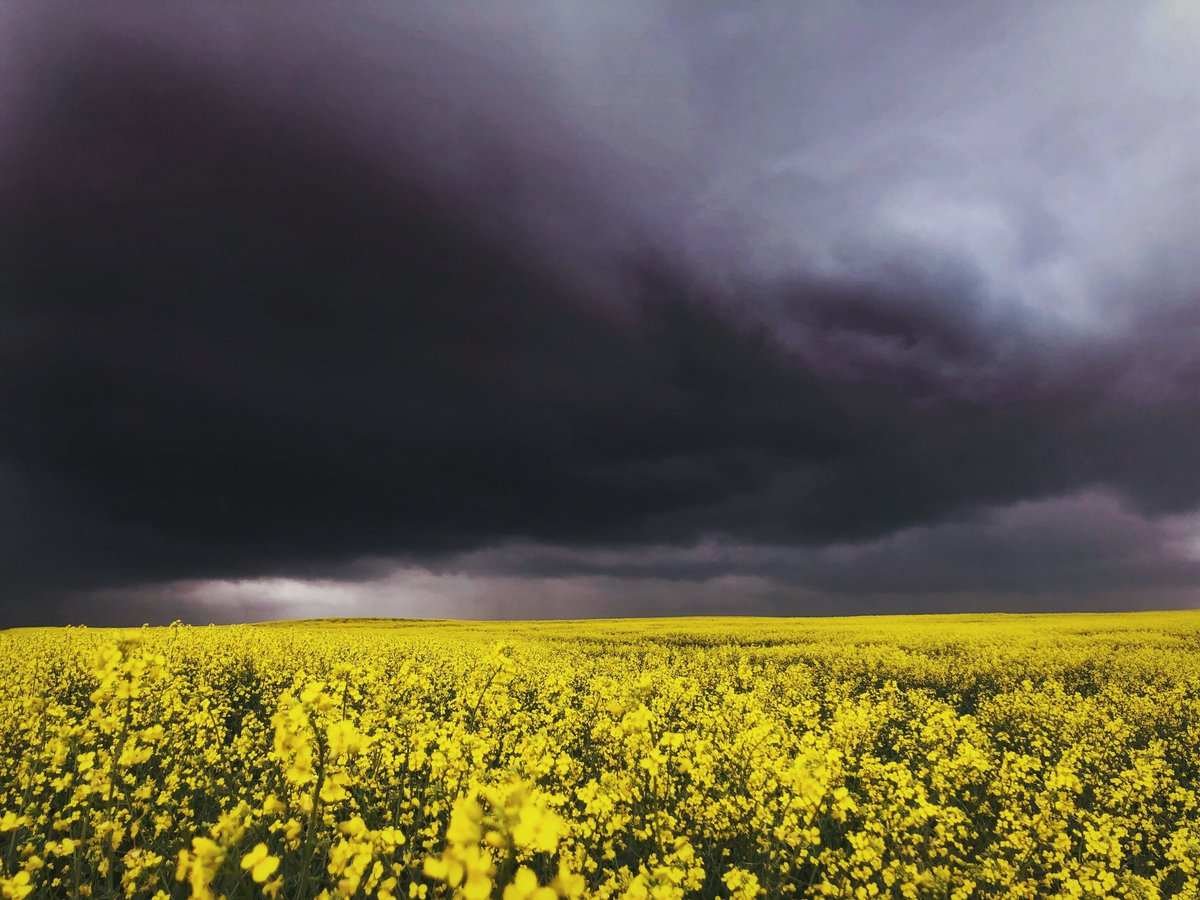 lesleyraekelly's tweet image. I ❤️ pics. Summer is half gone and I want to see your most favourite summer pics so far. 

Here’s a few of mine. 

Please share ☺️ 
#agtwitter #summer #plant18 #harvest18