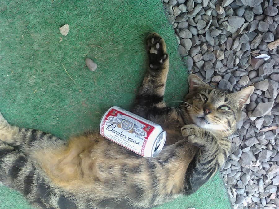 BeAtOneNorwich's tweet photo. Happy international cat day everyone.

Cuban Pussys are 241 until 8pm tonight 🐱🍹

If your cat had his/her own ID &amp; money, what drink would they buy? https://t.co/kRXNRQECrD