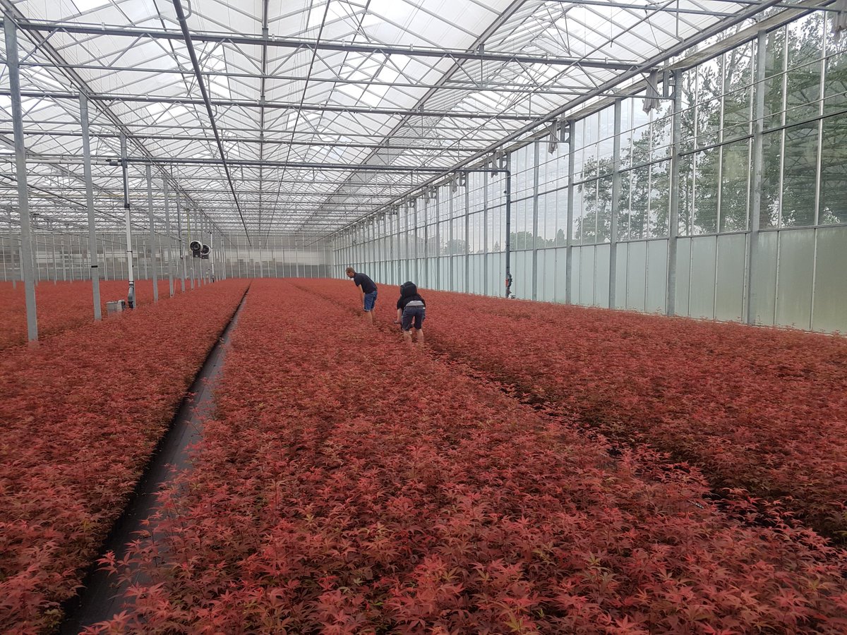MpriseAgriware's tweet photo. Vandaag opnames gemaakt voor een klantencase! Bij @sonkoot in samenwerking met @FlicksVideo. #Agriware #Klantencase #boomkwekerij https://t.co/0zhccrxSJr