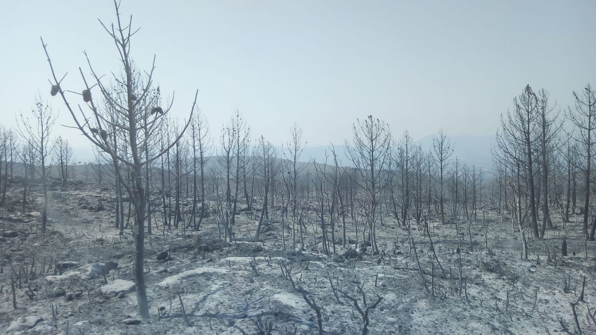 Antifes_Safor's tweet photo. Impotència, ràbia i desesperació al veure morir la nostra terra.

L'incendi no atura i ja són 3000 ha. cremades a la Vall d'Albaida i la Safor. 

Llutxent, Pinet, Barx, Gandia, Quatretonda, Ador, Palma... Tot gràcies a la nefasta gestió forestal del nostre territori!

#IFLlutxent https://t.co/PblddnZzD0
