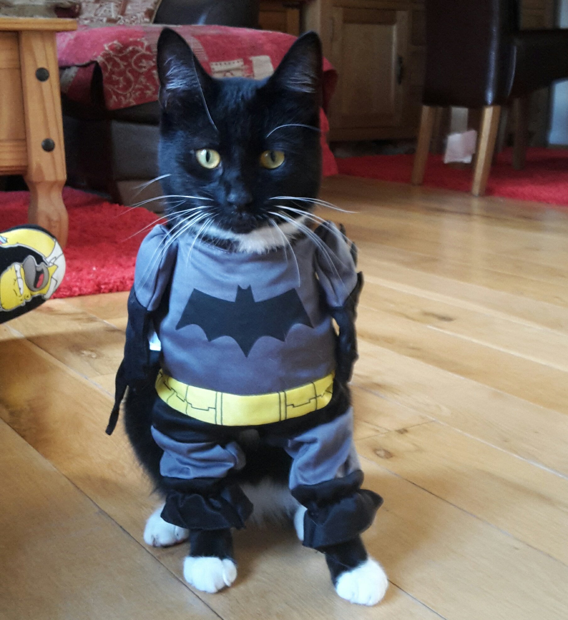 Cat In Batman Costume manminchurch.se