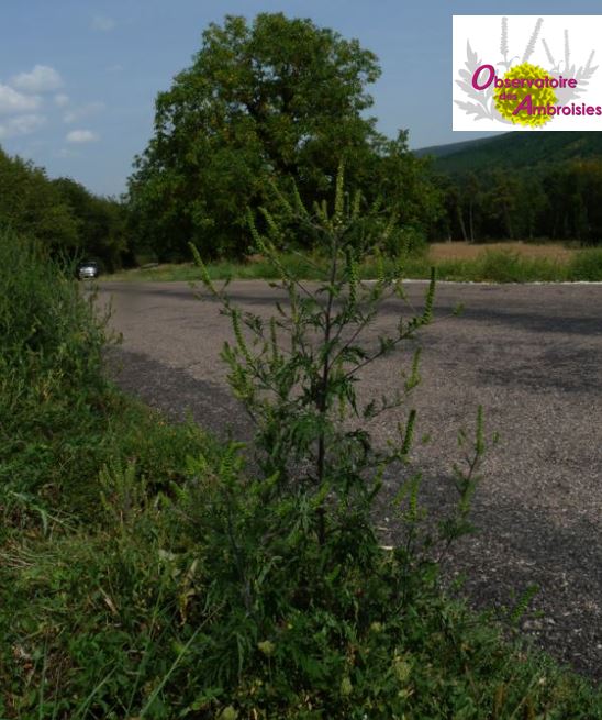 EspeceSanteObs's tweet image. [Ambroisie ou pas ?]
 📆 Chaque mercredi de l'été, jouez avec nous pour mieux connaître cette #plante invasive au pollen #allergisant ! 🌿 
Alors, #ambroisie ou pas ? 🤔 
Réponse demain à 17h ! 
➡️ Suivez-nous sur Facebook, Twitter et LinkedIn ! 
#pollen #allergies