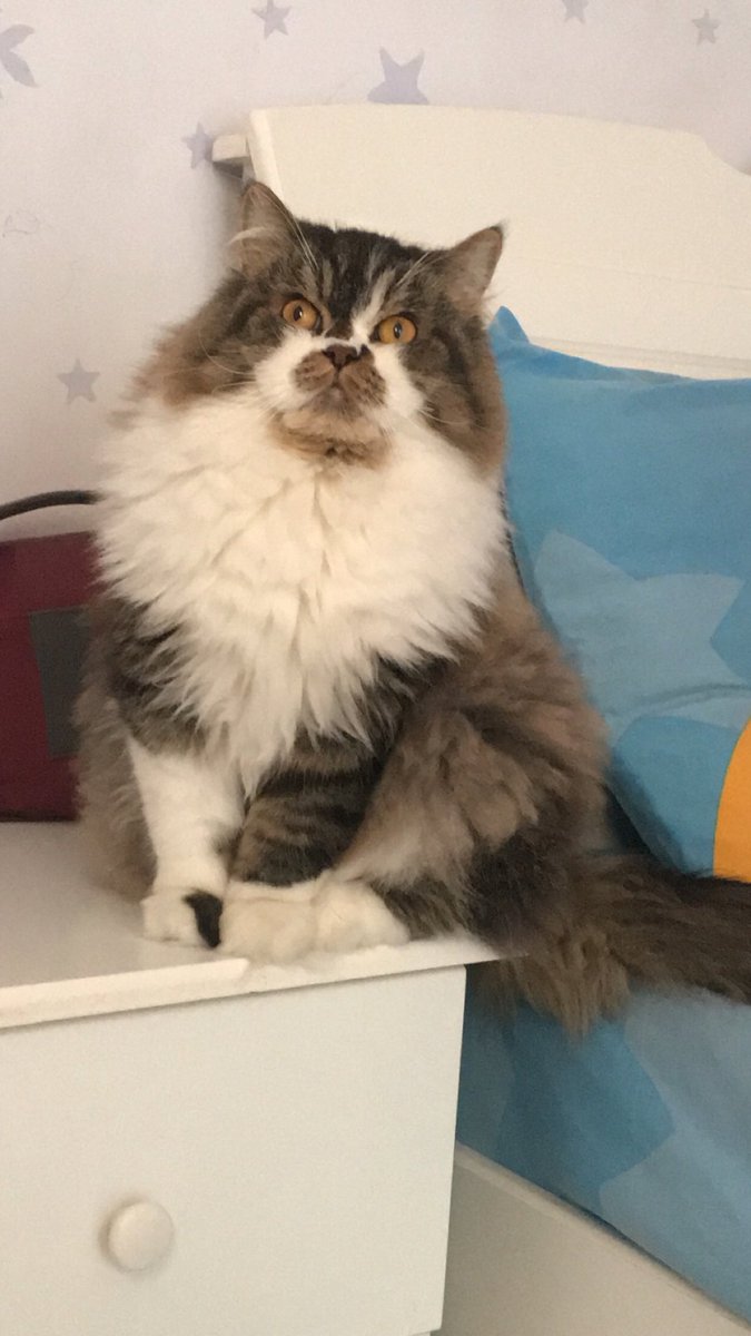 #اليوم_العالمي_للقطط
#InternationalCatDay 
My world Casper &amp;Tommy 🐻🐼