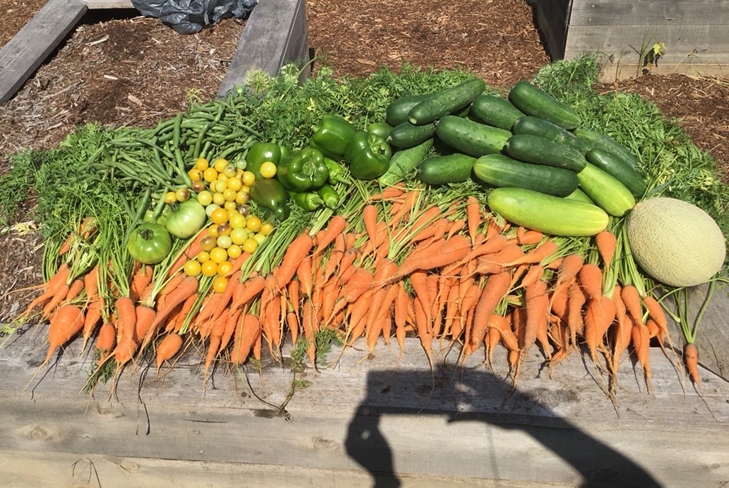 jhudsn's tweet photo. Another harvest from @ProvidenceDay Charger Gardens. Biggest haul: 18 lbs of cucumbers and 15 lbs of carrots! https://t.co/NfjbbXKcnf