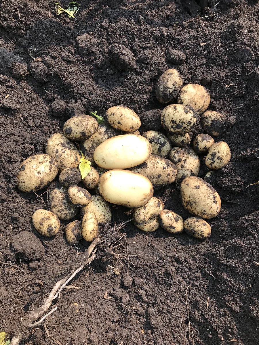 paul_sawatzky's tweet photo. Arizona’s grown by @vissermatthew #yellowpotatoes https://t.co/4Iri8nAsqC