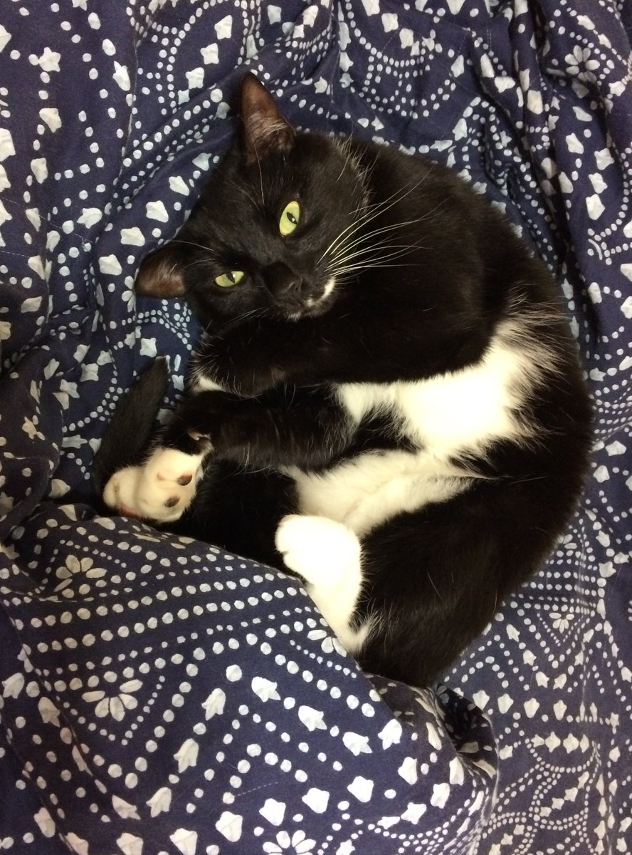 HorryEMD's tweet photo. Take time on this #InternationalCatDay to think about what you will do with your feline friends if you have to evacuate for a hurricane or other disaster. Can they come with you? Can someone take them if you have to stay at a Red Cross shelter?
#PlanForPets #hurricane https://t.co/VYr5eMBcRf