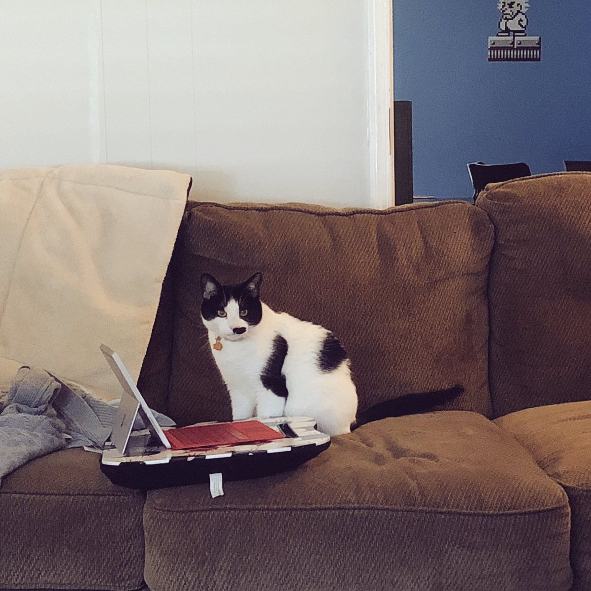 GingerOhSnaps's tweet photo. #InternationalCatDay ... Bc cat people need another reason to post photos of their cats! Am I right?! #drdoomkitty https://t.co/KzezOHsas3