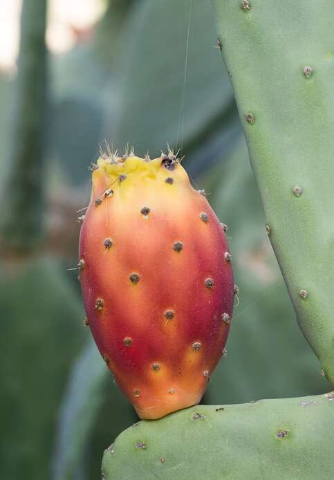 Опунция змеевидная. Как выглядит опунция. Кактус опунция сальма. Опунция индийская opuntia ficus-indica. Плоды кактуса опунция.