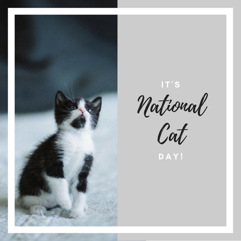 LC_aptliving's tweet photo. Happy National Cat Day! Comment below a picture of your furry friend to celebrate! #NationalCatDay https://t.co/izhYsXU6v2