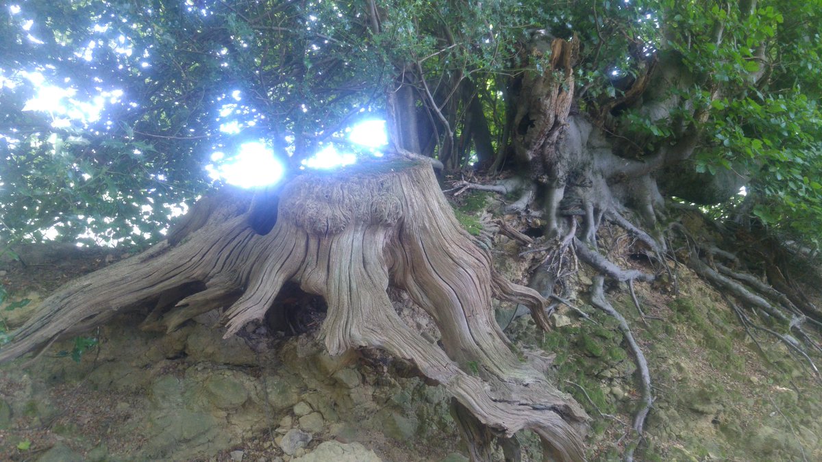 This ghost stump on an old field boundary is coming to get you
