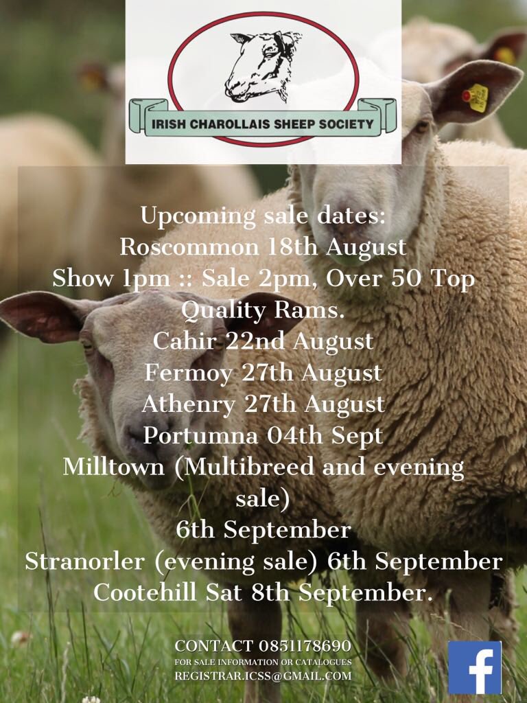 Irish Charollais Sheep Society tweet media