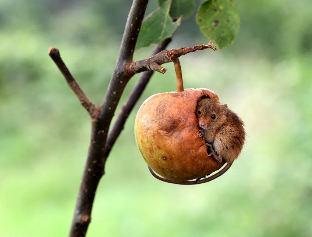 ZaiTechnical's tweet photo. ▫

Our environment is just like an apple on what we are all living beings surviving, If you want a longer life for the environment, planet, human civilizations than respect the nature and go green everyday..
▫ https://t.co/rX2o75Q5Ev