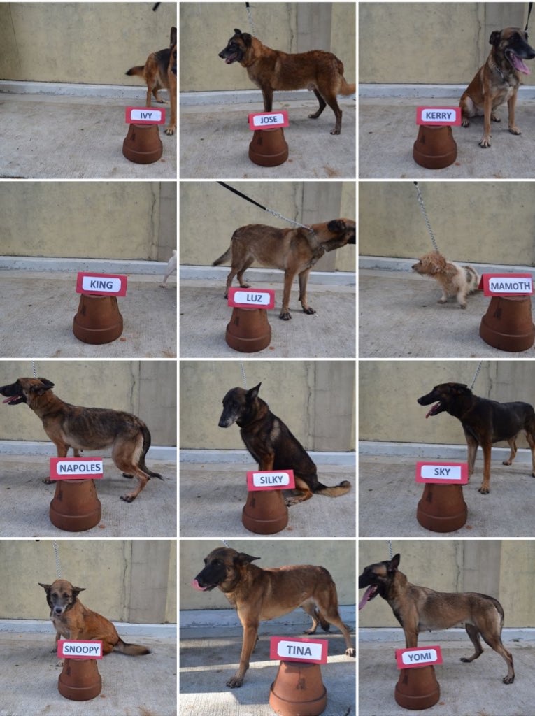 jusqjames's tweet photo. hi these dogs are retired narcotic detection dogs and needs a new family to take care of them !!! RT to help them find a new home !!! :3 https://t.co/LI0k8LgTSw