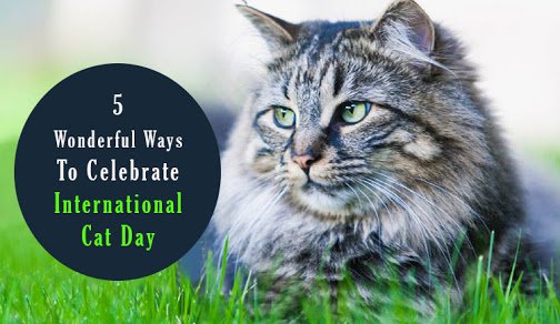 gaincheap's tweet image. #Saving! Extra 12% Off, Guaranteed #LowPrices for #FrontlinePlus! With #Coupon Code! at #CanadaPetCare - #Pets #PetCare #PetSupplies #Cats #CatCare #InternationalCatDay - All of the @CanadaPetCare's #Discount Codes at Gaincheap.com 🐈🐕😍👉 gaincheap.com/coupons/canada…