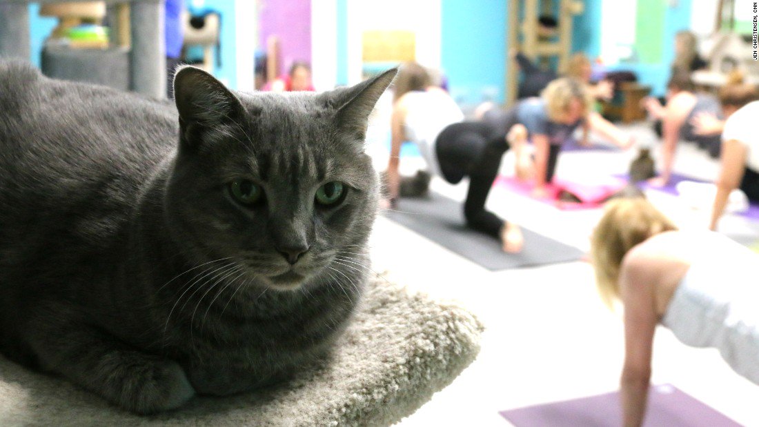 Cat yoga: The mewest exercise trend <a href="/CNNI/">CNN International</a> cnn.it/2gmXktV #InternationalCatDay #yoga #incensediscount