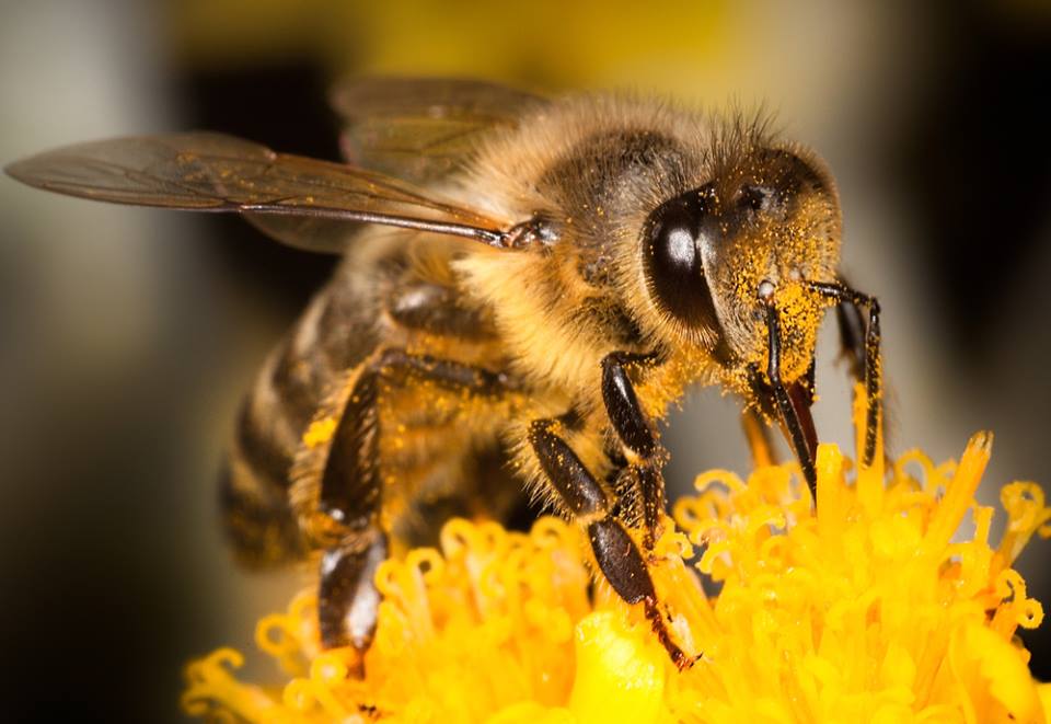 TriStateMuseum's tweet photo. WOW! An audience of 122 people came to hear Jerry Owens present on 🐝 "Bees &amp;Our Environment." 🍯 What a great speech &amp; what a great guy. He donated his honorarium back to the museum. Thanks, Jerry! And did we mention the brunch was delicious? Thanks, cooks! Here's some photos 🙂 https://t.co/s9OFeFN65K