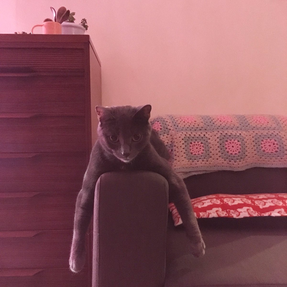 proj_recourse's tweet photo. As it’s #InternationalCatDay indulge us with pictures of our kitty companion Blue who we picked up earlier this year from @CatsProtection She is the prettiest/weirdest cat and has brought immeasurable joy. If you’re after a cat go to a rescue shelter and help give a kitty a home https://t.co/zPOldatXTX