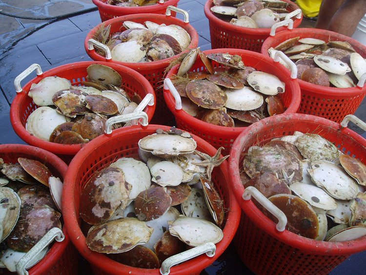 Sea scallops in buckets (Photo: NOAA).