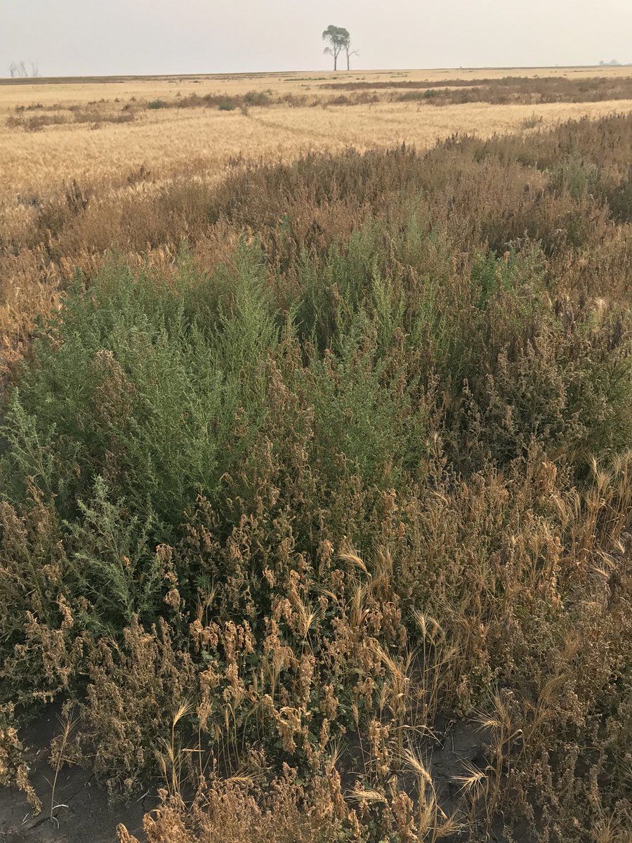 Glyphosate resistant kochia sticking out like a sore thumb all over the place. Scary stuff, tank mix with multi modes of action whenever possible to keep this from becoming an even bigger problem #WestCdnAg @GrowingSeries