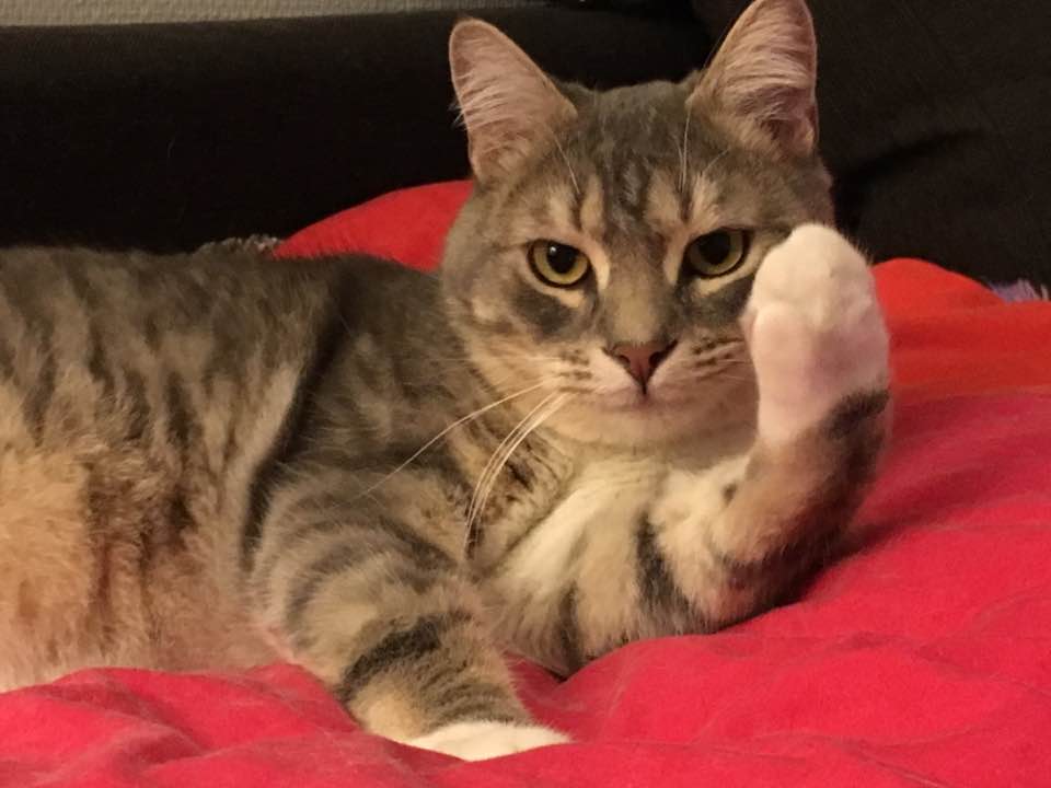 dallas on Twitter: "La #journeeduchat #MonChatNeMeRespectePas c'est son