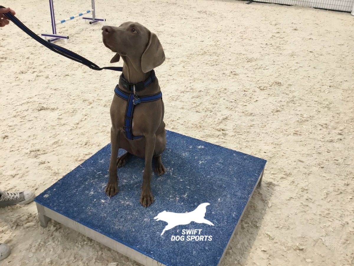 SwiftDogSports's tweet photo. Meet Louie the Weimaraner! He’s currently taking lessons on Tuesday evenings at our Abbotsford location.

The next set of Abbotsford Tuesday classes start August 14th and our Pitt Meadows summer camp is on August 11th!
Learn more at: https://t.co/2BOKr75vrK https://t.co/uzRgTx7DfE