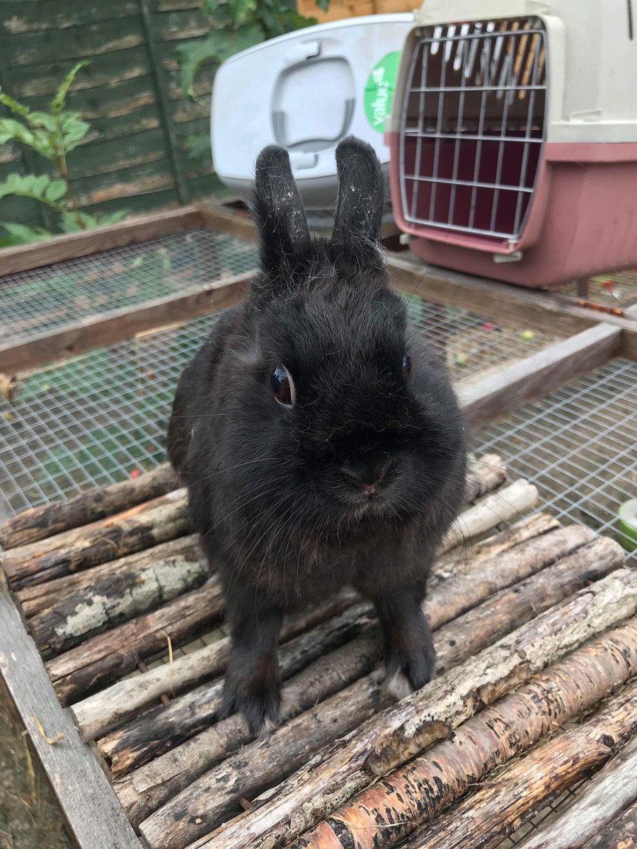 Here at BBGR we have several rabbits looking that are ready for their new homes. One is a neutered Netherland dwarf buck (right) and the other is a 15 week old mixed breed female (left). Contact us via our fb page facebook.com/bathbunnyrescue