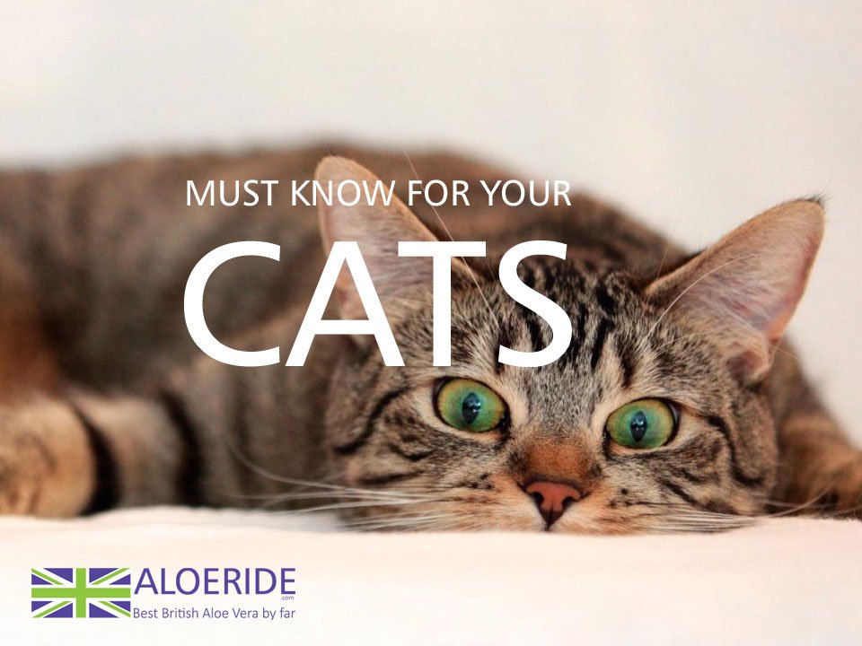 No sooner than Scotties with dermatoses went on Aloeride capsules or, sure enough, cats were given them too.... Same positive effect and same word of mouth happened. Click ow.ly/OApA30ljZi3  :) 

#InternationalCatDay #Cat #Instacat #Instacats #Catofinstagram #Catoftheday