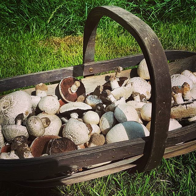 MaynoothOrganic's tweet photo. #freshlyforaged Wild Meadow Mushrooms https://t.co/GbYyi3LcyH