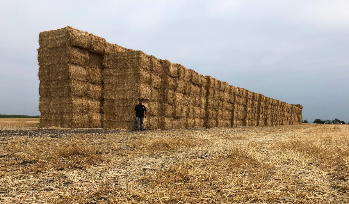 Pacific_Ag's tweet photo. Well, that puts things in perspective! Crew chief Ernesto Carillo stands in front of one of the #wheatstraw stacks from the 2018 Red River Valley harvest. https://t.co/hNi1bKV4jS