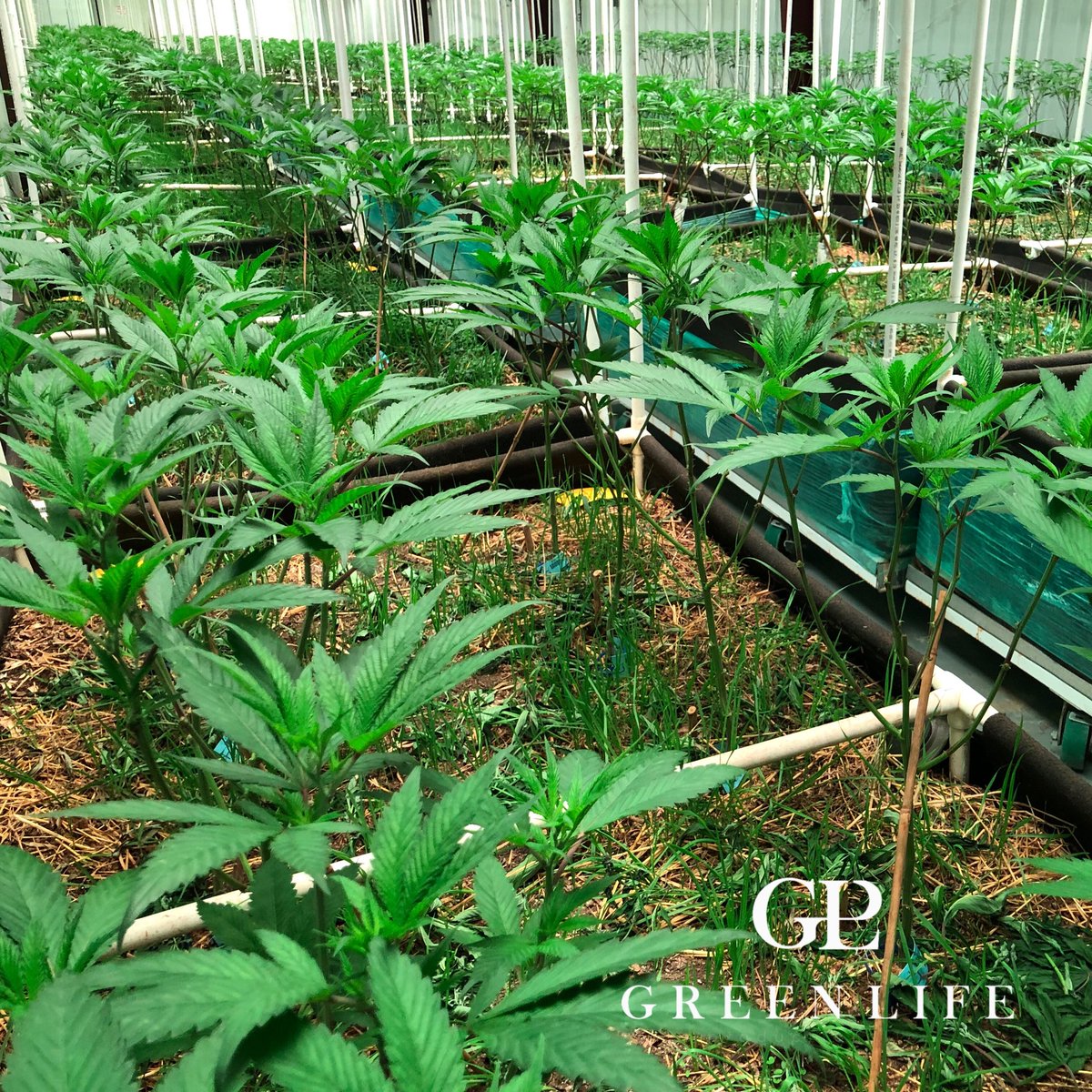 GLPNV's tweet photo. #13thcycle #notill #livingorganicsoil headed into flower! #wateronly #nospray #nopesticides #nofungicides #nosynthetics #nobottles #glp #greenlifeproductions #dempure #cleangreencertified #cleanmeds #soilfoodweb #ledgrown #wormgrown #organic @askforglp https://t.co/OMo2369gIO