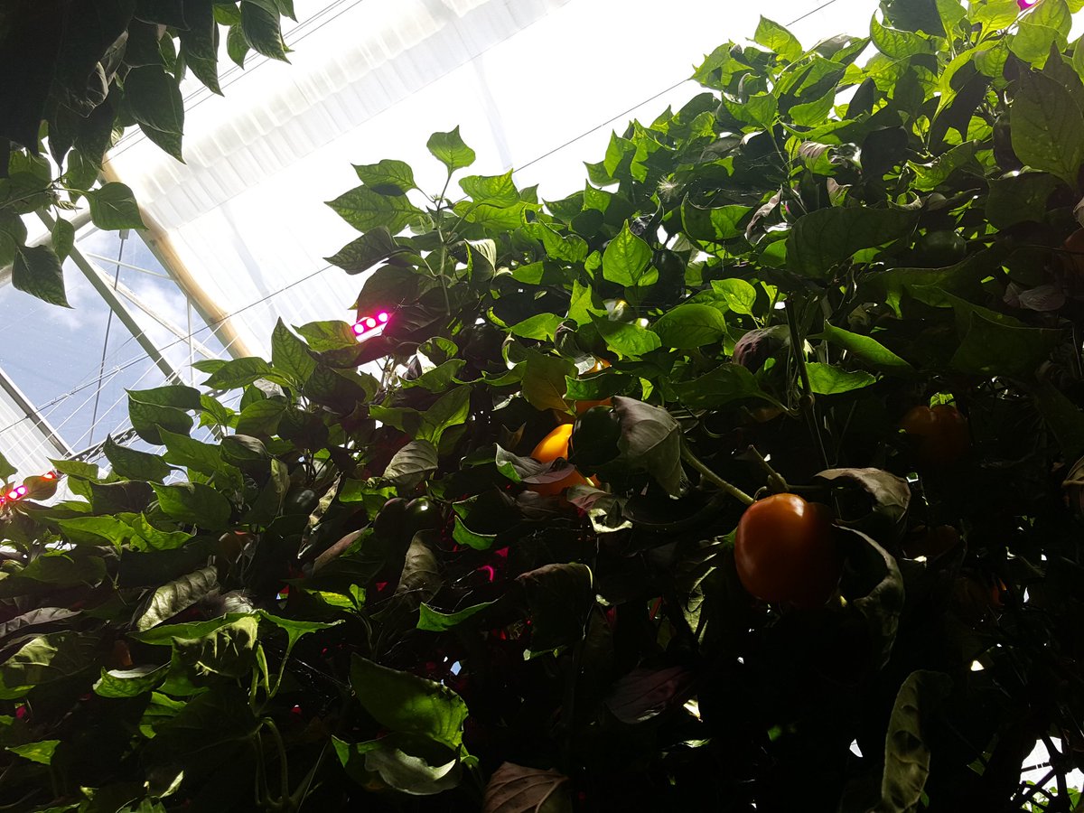 JasonDaff's tweet photo. Thanks to John @GeeVeeLtd for hosting the @slcuplants Horticulture Team this afternoon. Great to see your nursery and fantastic British produce. #horticulture https://t.co/kq9YY9fMgf