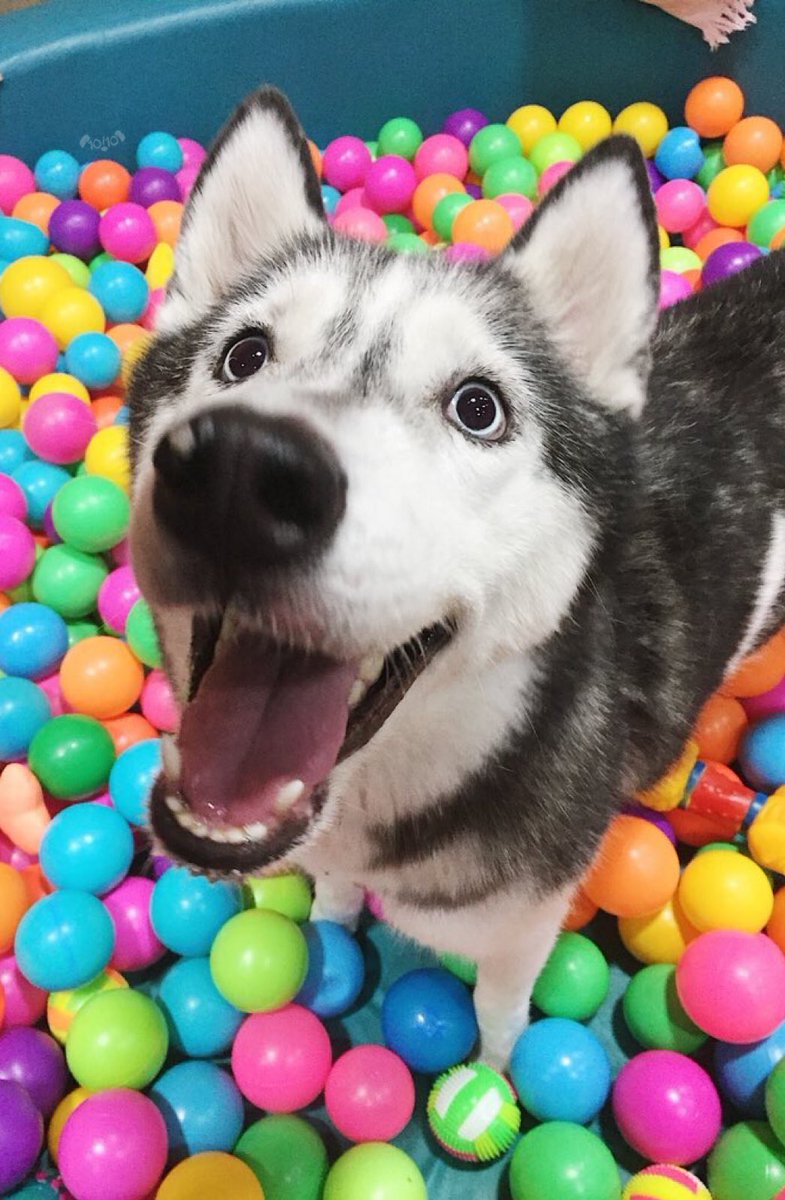 dog_rates's tweet image. This is Ysobel. She can’t believe you let her in the ball pit. Has always wanted to be queen of these colorful lands. 13/10 would rule benevolently