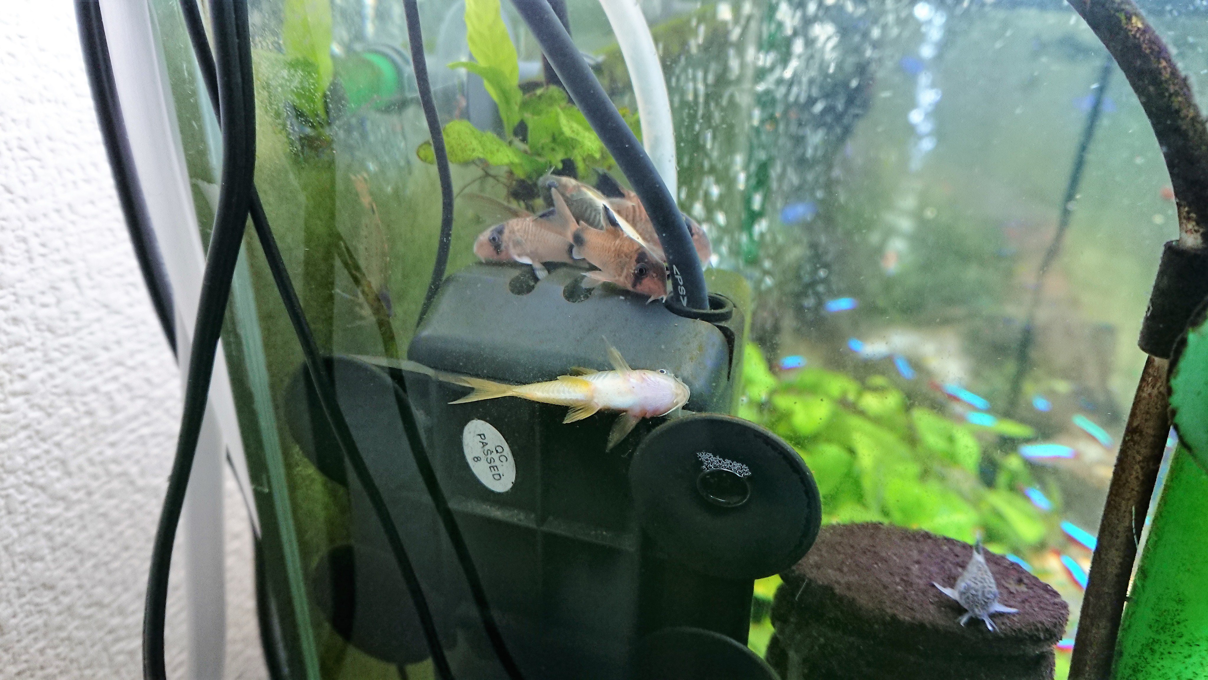 アクアマン22 安心してください ちゃんと生きてますよ イルミナティゴールドは パンダ3匹にワッショイされつつ 時折水面まで泳いできて呼吸して戻る 熱帯魚 アクアリウム コリドラス T Co Nfnygou5pb Twitter