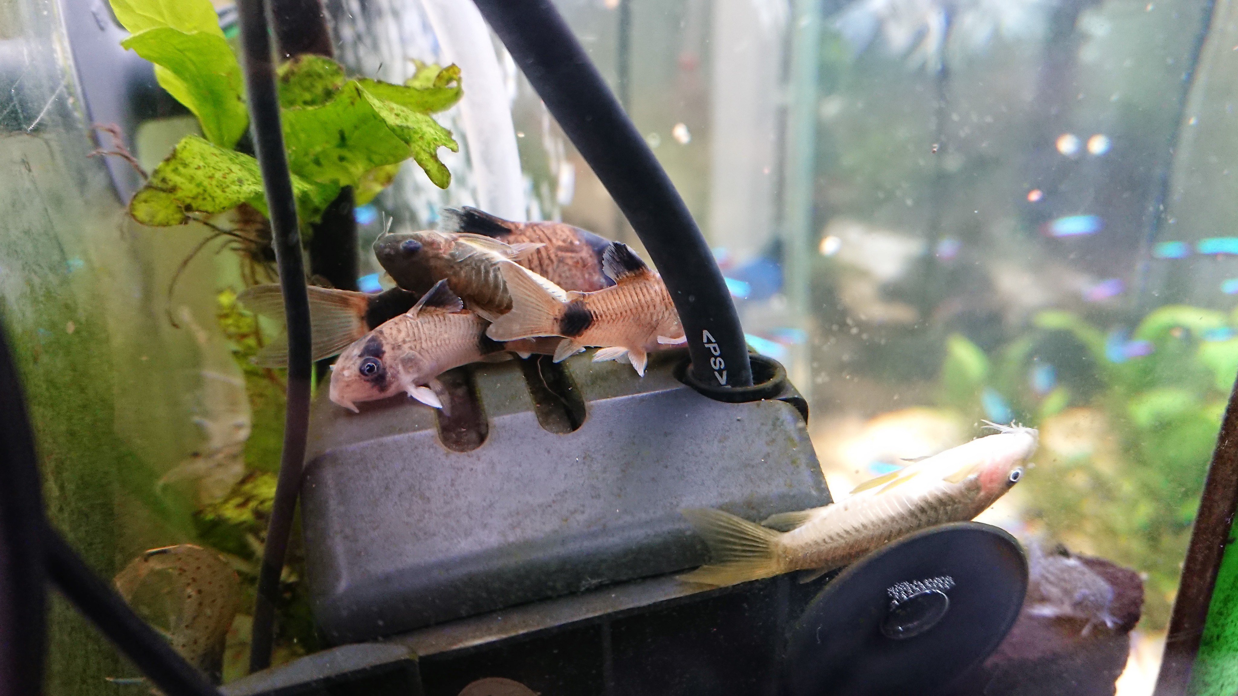 アクアマン 安心してください ちゃんと生きてますよ イルミナティゴールドは パンダ3匹にワッショイされつつ 時折水面まで泳いできて呼吸して戻る 熱帯魚 アクアリウム コリドラス T Co Nfnygou5pb Twitter