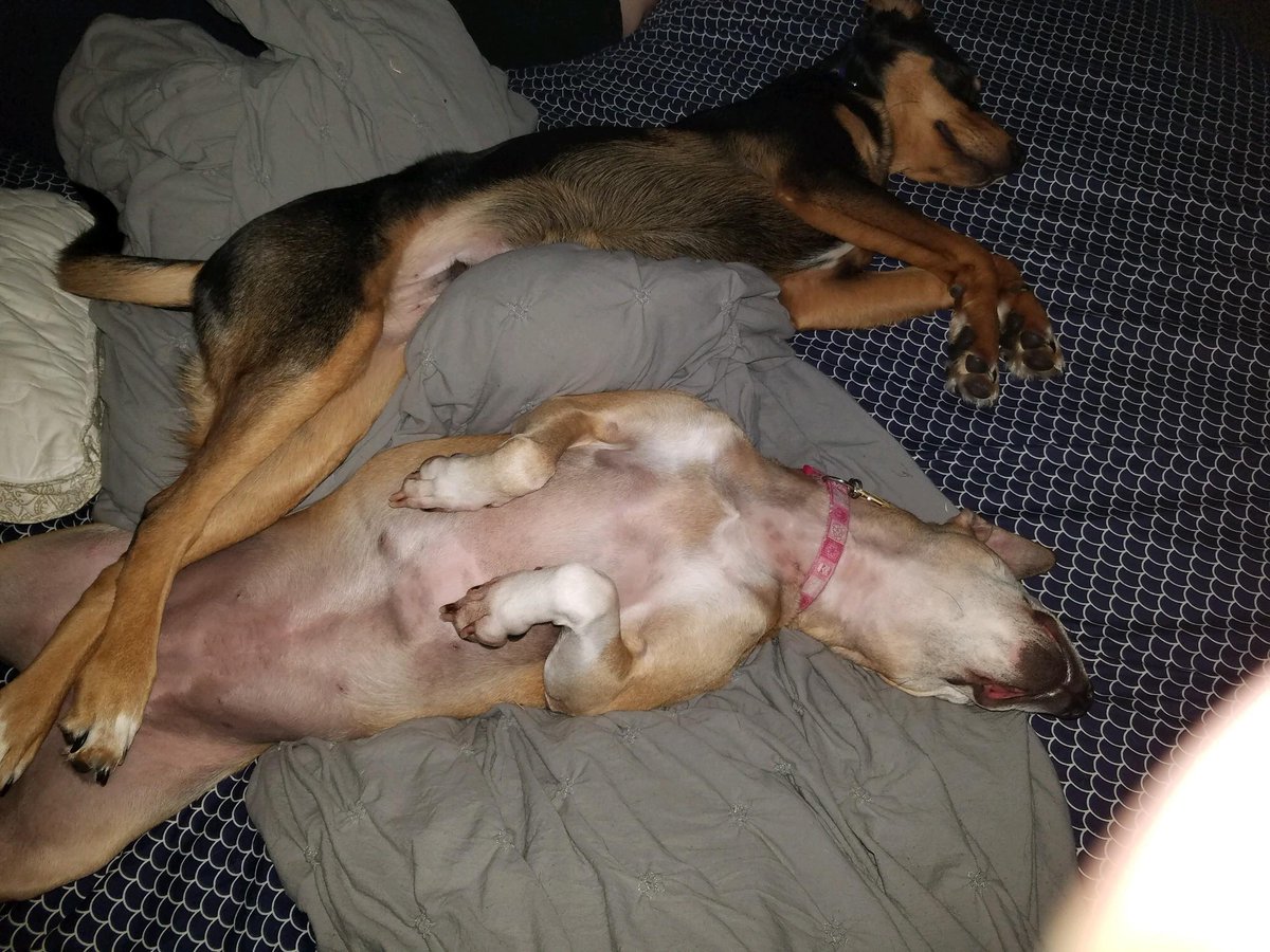 zoezazu's tweet image. They are complete bed hogs! #PuppyMom