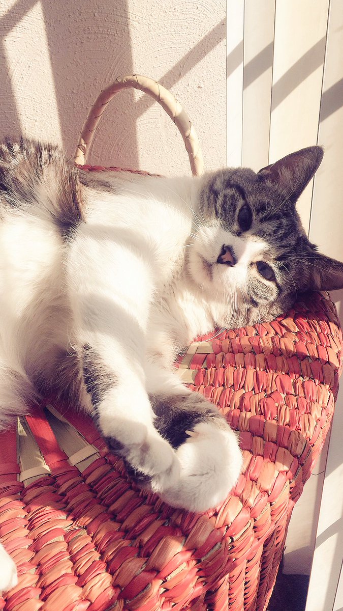 soycristenorio's tweet photo. #DiaInternacionalDelGato De esto se trata ser gato: Tomar el sol, comer, dormir, enojarse cuando lo despiertan, dejar siempre un pelito en la ropa y cuidar al humano si le da miedo la oscuridad porque a él no. 

Mi Yako 😻 https://t.co/qAbGnt8Iyc