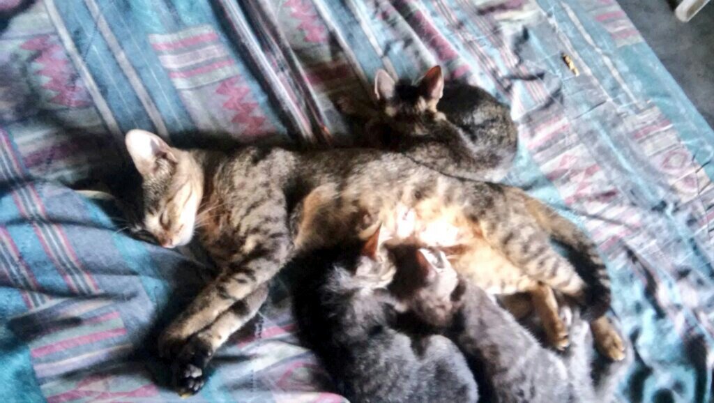 SamanthaGosla's tweet image. #TipicoQue tus gatos ocupen toda tu cama. Pongan Sober de Demi Lovato ❤