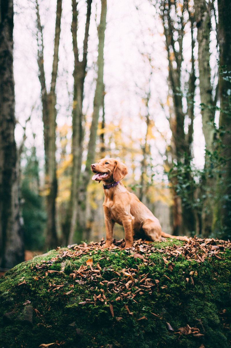 PetTechStore tweet picture
