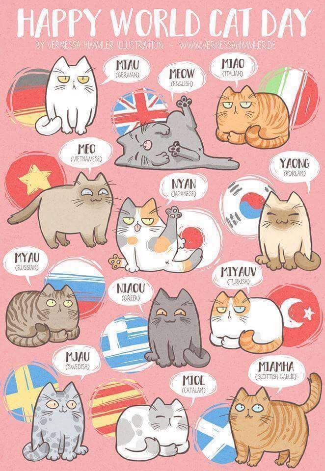 easypet_'s tweet photo. Feliz día internacional del gato #InternationalCatDay https://t.co/yvcRT29Zsr