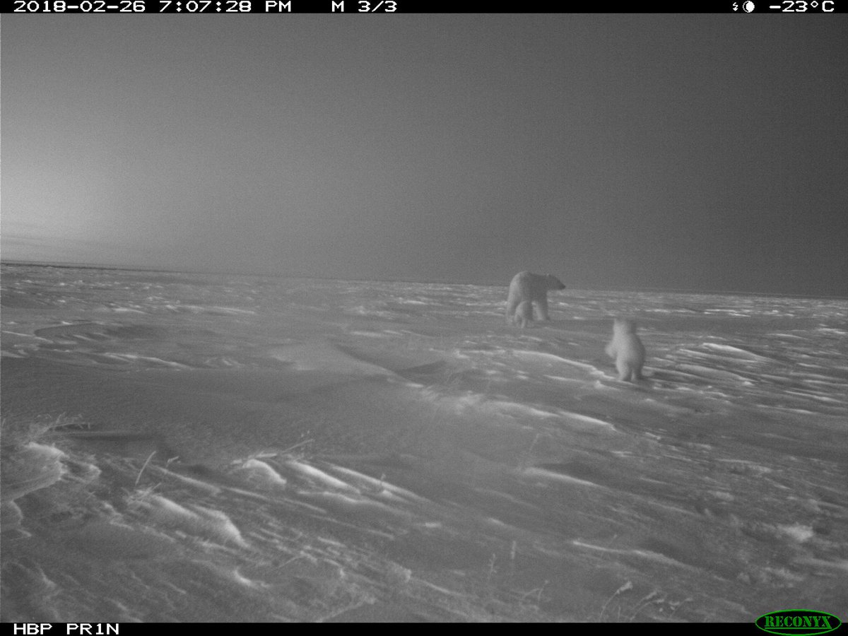 grizzlygirl87's tweet photo. Okay Twitter...I give you..."Baby Polar Bear Bums"...the cutest of all floofy bums.
#polarbear #Wapusk #cameratrapping #bestfloof #bestbum https://t.co/QXSCdziR8n