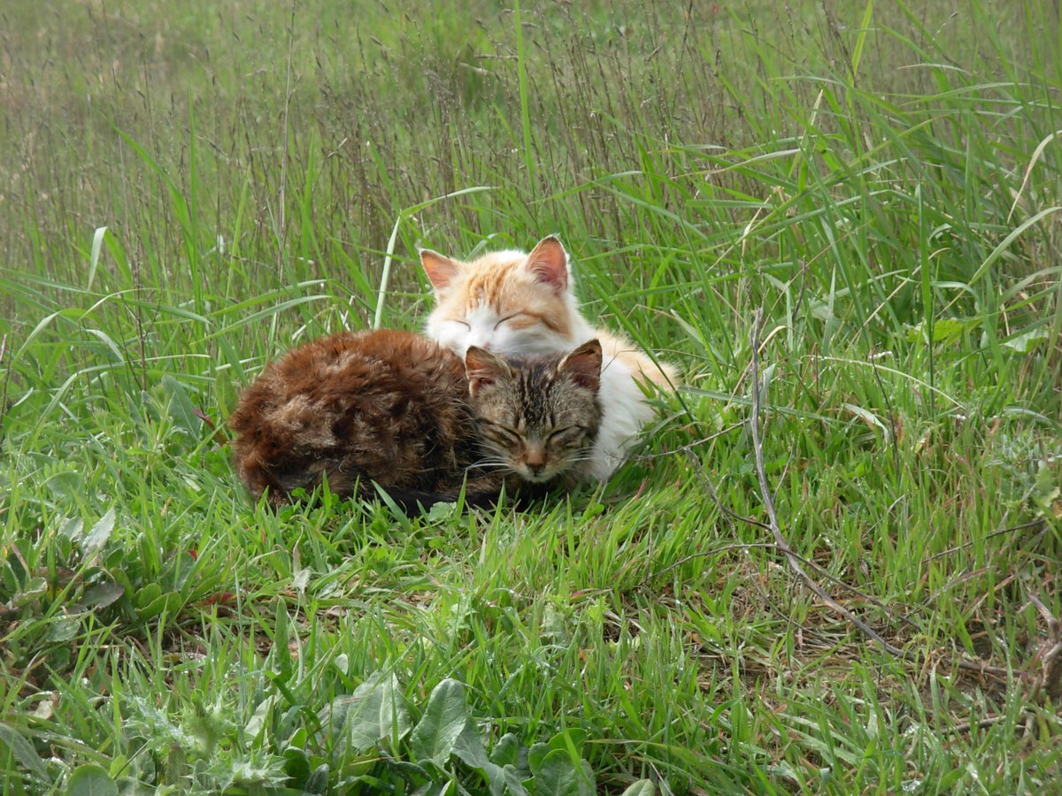 predator64tina's tweet photo. @CarrefourFrance @CroquetteLand #Catfour 😻 https://t.co/qvazosgqA0