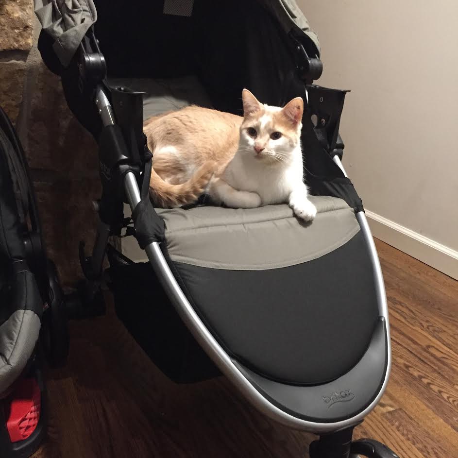 lawrencelibrary's tweet photo. What's all this baby stuff for? Finn and Fiona live with Library Director Brad who recently welcomed a new family member! #InternationalCatDay #LPLcats https://t.co/Tbdl5OBvcF
