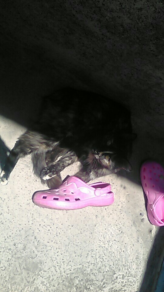 KarinaTellezR's tweet image. #TipicoQue tu gatita agarre tus sandalias u otra cosa tuya  @tvtelehit Saludos chicas @Ceci_Flores @adinaburak #DiaInternacionalDelGato