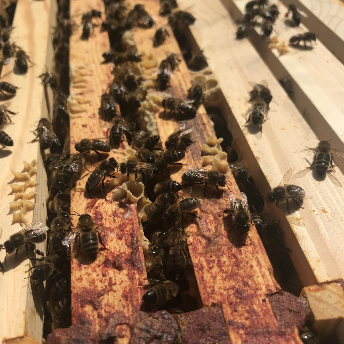 nicolapalmer80's tweet photo. The ladies 🐝 are working super hard ....plenty of honey available for my @Forth1CFK honey sale in a few weeks time #1000faces #face8 #savethebees https://t.co/LmkNPeQZyo