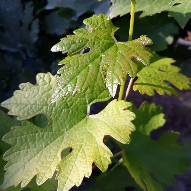 WineloverInfo's tweet photo. Walking through the vineyards catching a special ray of sunshine 💚💛🍷💚
.
.
.
.
#winecoolerlover #winelover #vino #wine #winepassion #vineyards #winery #travel #redwine #winebottle #winelife #roadtrip #veneto #thiene #italy🇮🇪 https://t.co/95pxi0dead https://t.co/TQBMMKQYcs