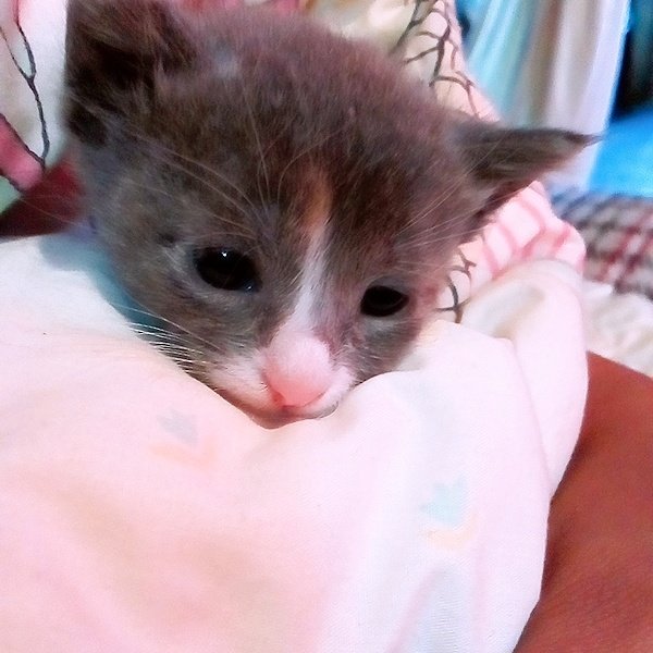 anllyJJK_'s tweet image. #TipicoQue Mi Bb Mochi me mate de ternura 😍💕 
#MaratonTelehit