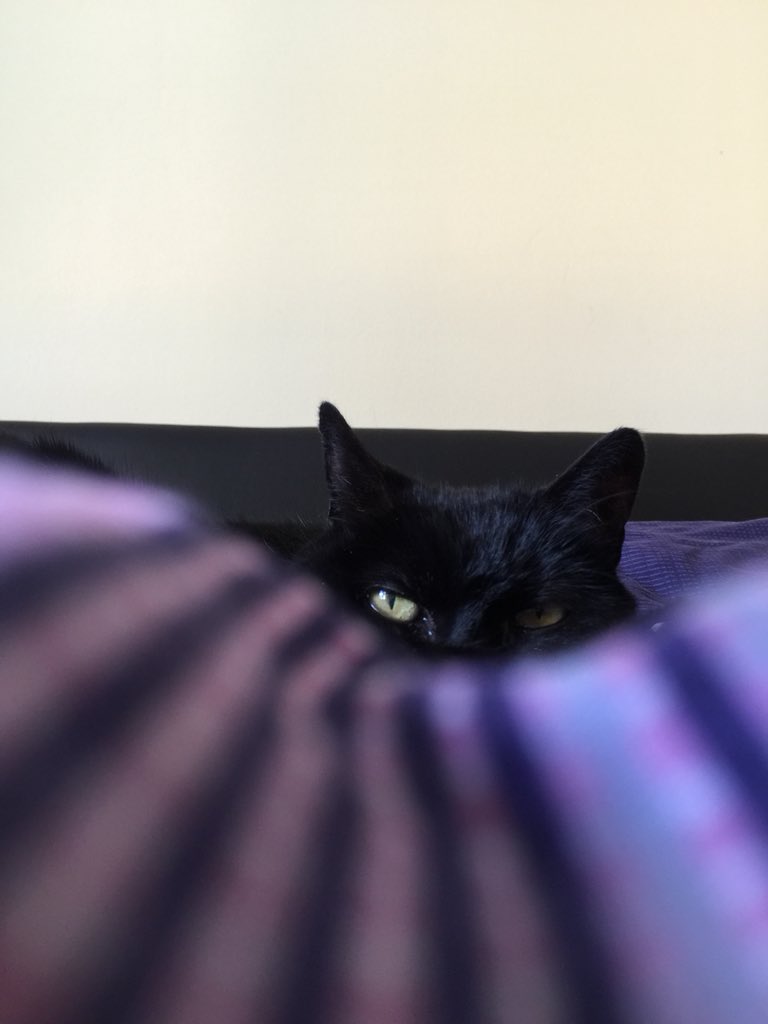 stickyvic_78's tweet photo. Happy #InternationalCatDay2018 Here is a selection of photos of my girl Woody.....and her fluff! #catfluff #cats #woody #thenut #crazynut https://t.co/X8fLO2Dlzn