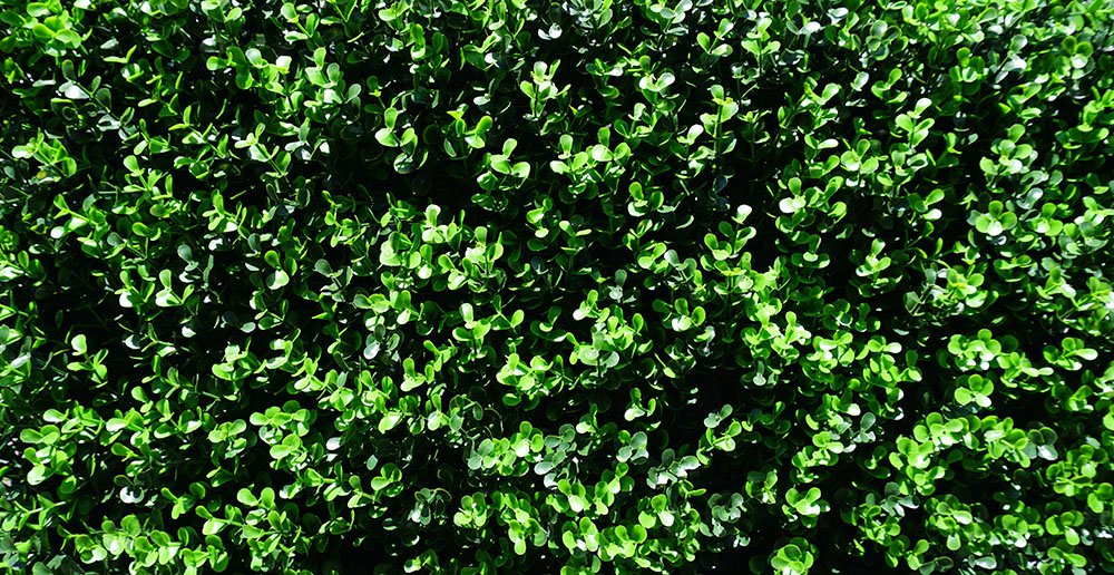 GeraniumStreet's tweet image. Whoa! That Long Leaf Artificial Boxwood just jumps off the page! Order yours today and bring your space to life: ow.ly/d3WY30liep7 
#DefineSpace #CreatePrivacy #LongLeaf #Alive #Artificial #Available