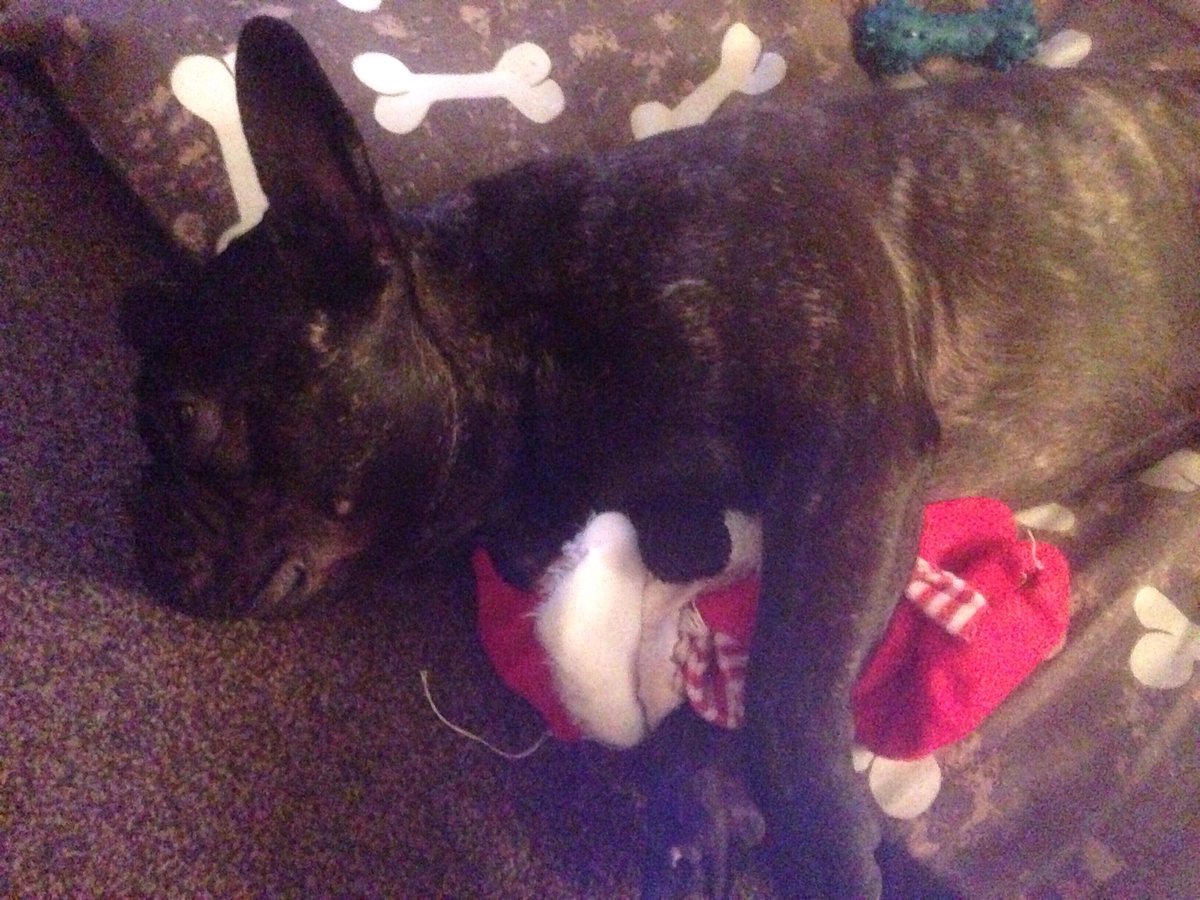 BobbytheFrenchy's tweet photo. Cuddling my Santa Claus 🎅 #cuteanimals #FrenchBulldog #Frenchie #frenchie_photos #frenchiesofinstagram #frenchiecute #dogsoftwitter #santa 🐾 https://t.co/2JEHTWiCUY